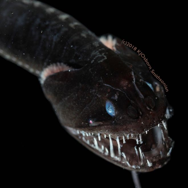 Estas criaturas son muy difíciles de fotografiar. (Foto Prensa Libre: Karen Osborn/Smithsoniano)