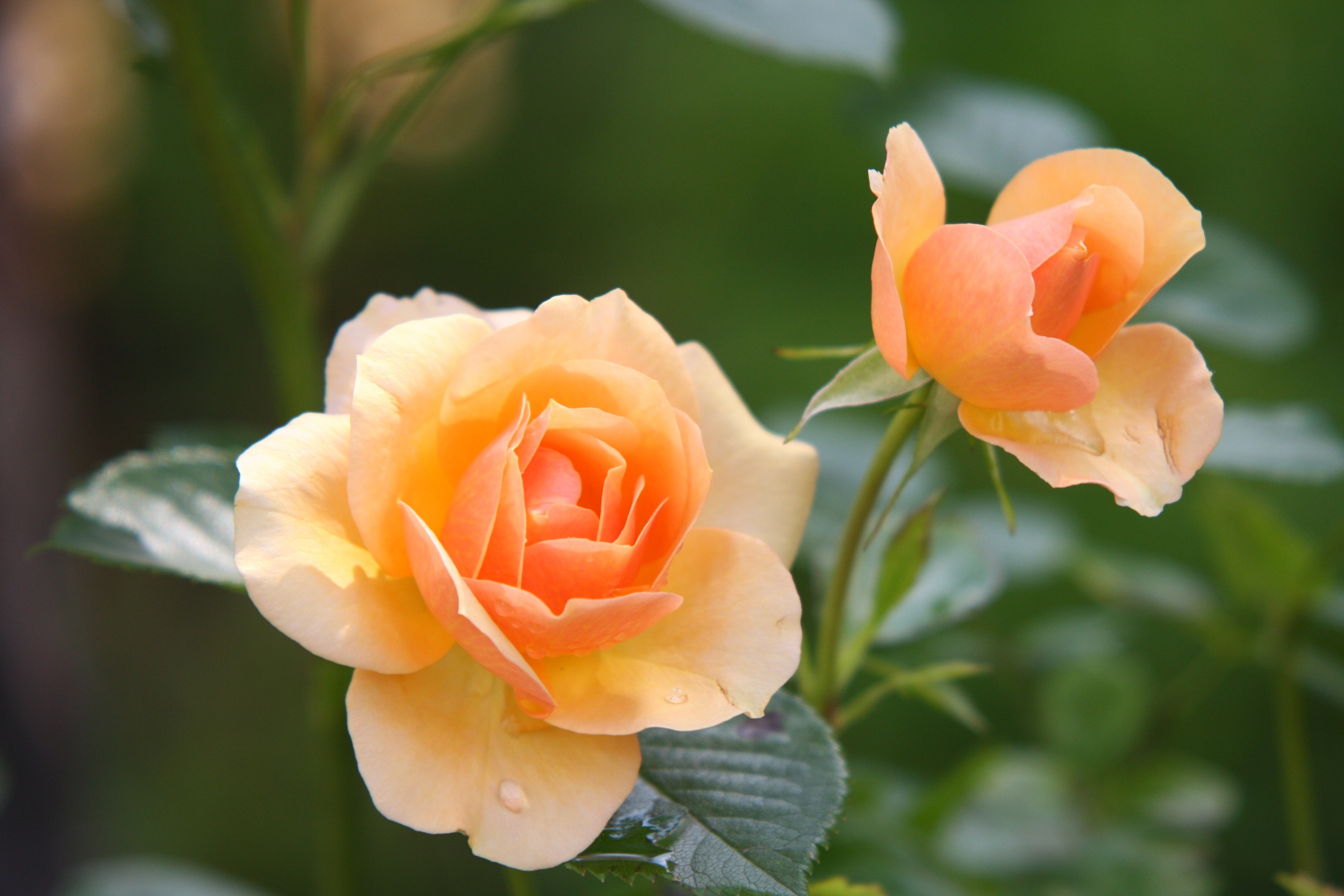 Las rosas mantienen todo el año su floración.  Necesitan de ciertos cuidados.   (Foto Prensa Libre: Pexels-Pixabay).