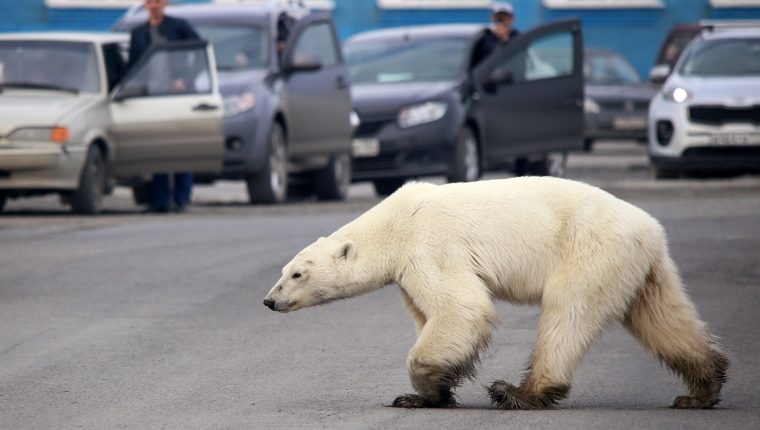 Casi todos los osos polares podrían extinguirse antes de 2100, advierte  estudio