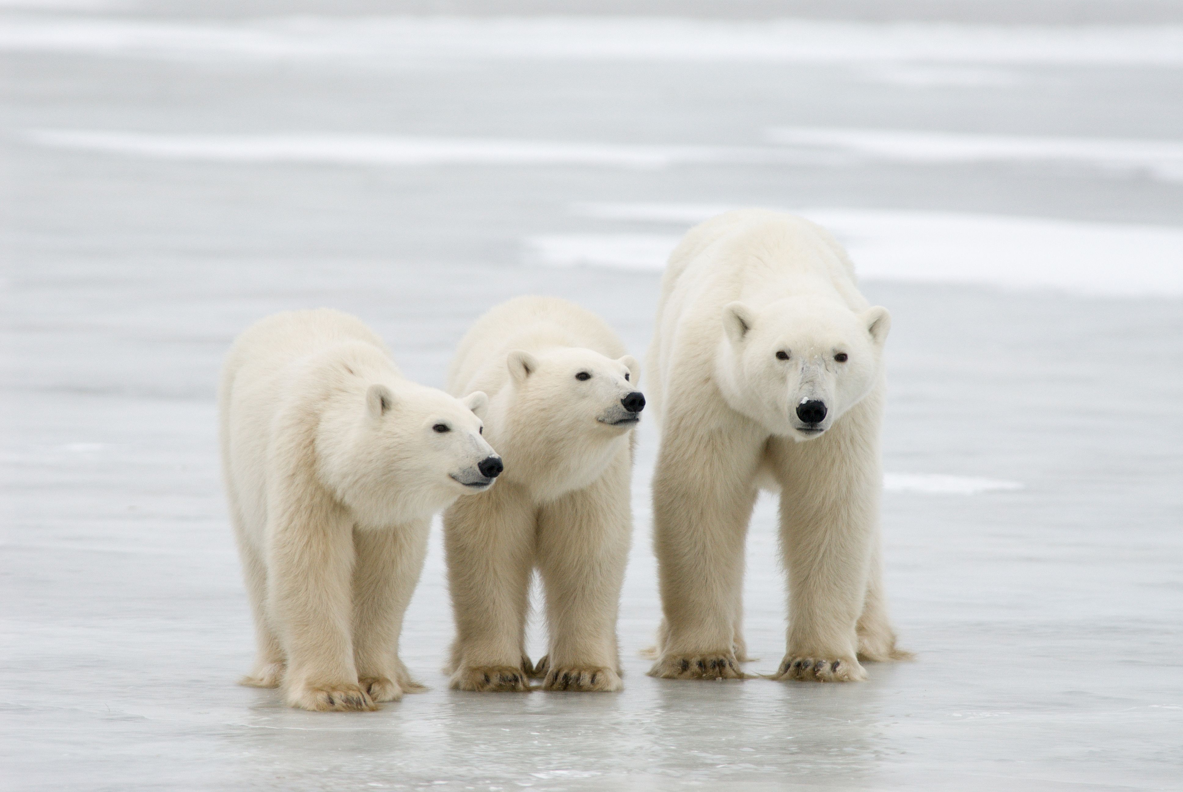 El calentamiento global podría llevar a la extinción de los osos polares, según estudio. (Foto Prensa Libre: AFP)