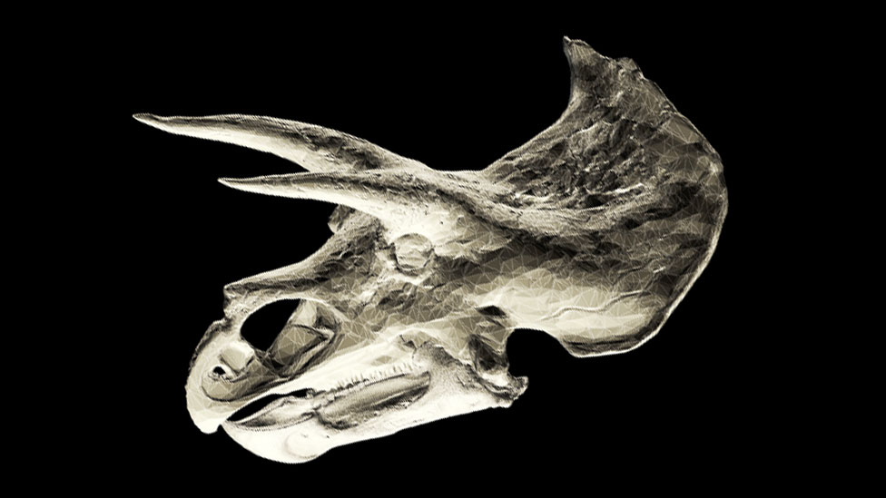El cráneo de un Triceratops, uno de los muchos dinosaurios descubiertos durante la html5-dom-document-internal-entity1-quot-endGuerra de los Huesoshtml5-dom-document-internal-entity1-quot-end.
