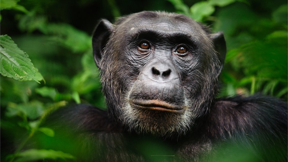 Hoy día, los chimpancés están amenazados por la deforestación y la caza. (Foto Prensa Libre: Getty Images)