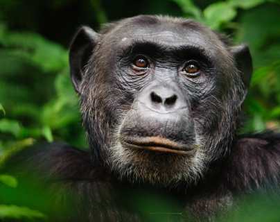 Cómo los chimpancés ayudaron a restaurar una selva tropical completamente diezmada hace 2.500 años