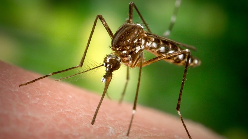 Los mosquitos Aedes aegypti están en el centro de la polémica en Estados Unidos. (Foto Prensa Libre: Getty Images)