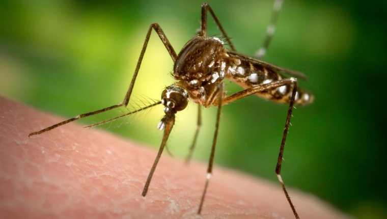 Los mosquitos Aedes aegypti están en el centro de la polémica en Estados Unidos.