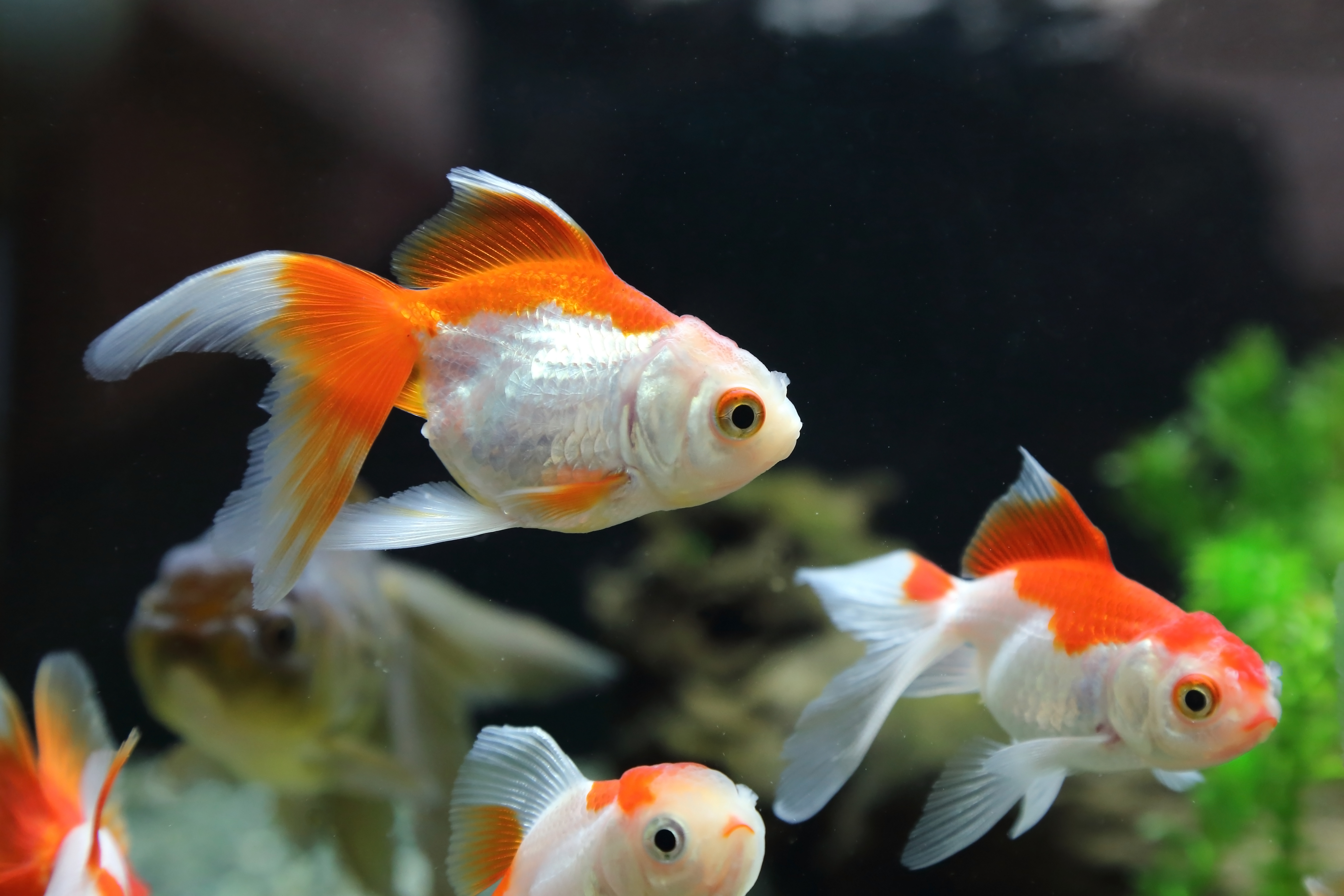 La mayoría de enfermedades en los peces se producen por parásitos y estrés. Estas se detectan mediante la observación. (Foto Prensa Libre: Shutterstock). 