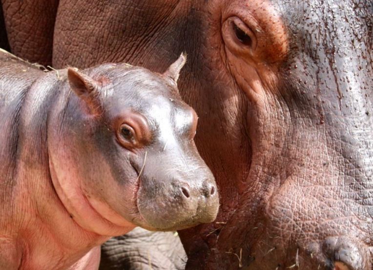 La cría de hipopótamo junto a su mamá en el Zoológico la Aurora. (Foto Prensa Libre: Zoológico la Aurora) 