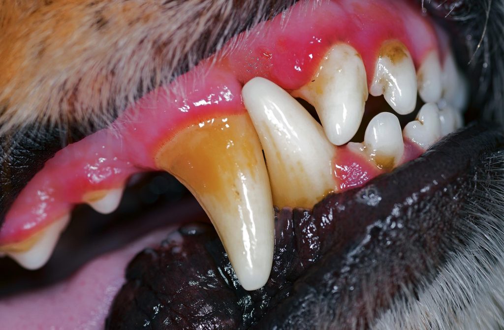 Problemas comunes en dientes de perros y gatos