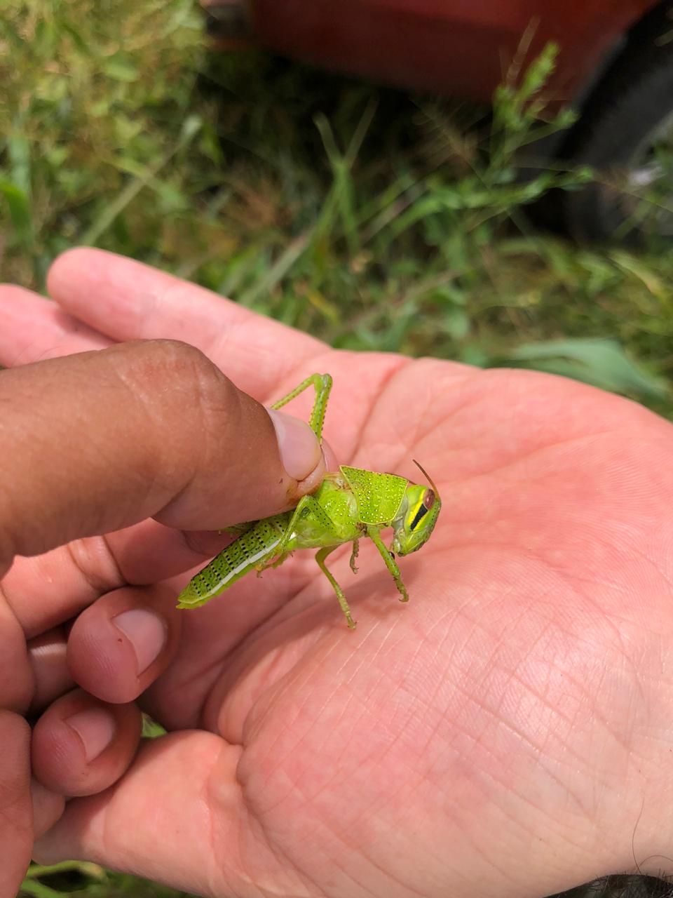 La langosta centroamericana, Schistocerca piceifrons  piceifrons, que llegó a Guatemala en julio, cambia de  verde claro, en su fase solitaria, a amarillo en la intermedia y, finalmente, a rojizo en su fase gregaria. (Foto Prensa Libre, cortesía de Ronald Lima)