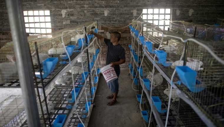 Miles de comerciantes resultaron afectados por las prohibiciones del gobierno chino respecto a la venta de animales exóticos. (Foto Prensa Libre: AFP)