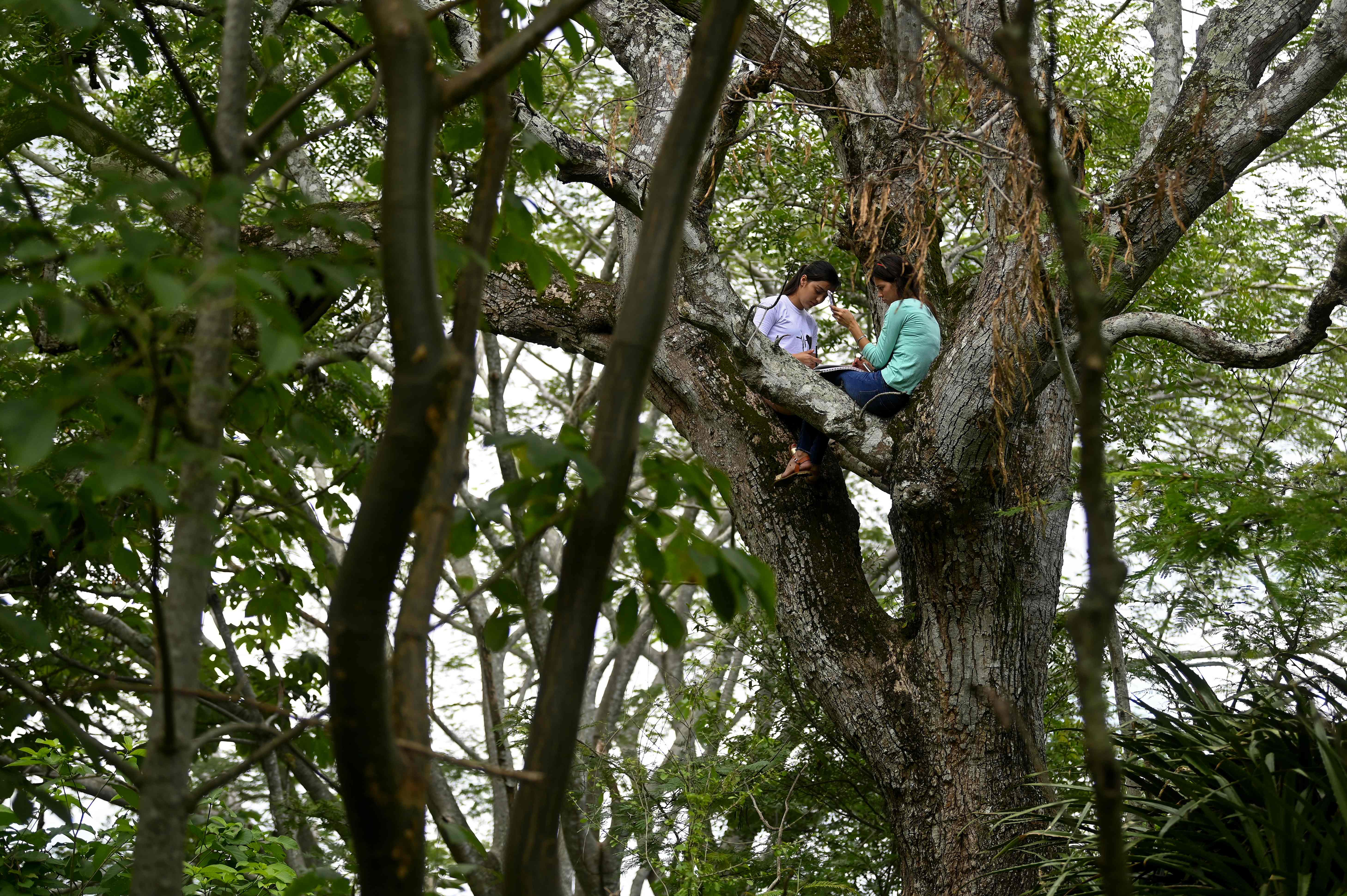 Matilde y Marlene Pimentel Álvarez se trepan a un árbol en la comunidad El Tigre, El Salvador, para conseguir señal de internet y continuar con sus clases virtuales. (Foto Prensa Libre: AFP)