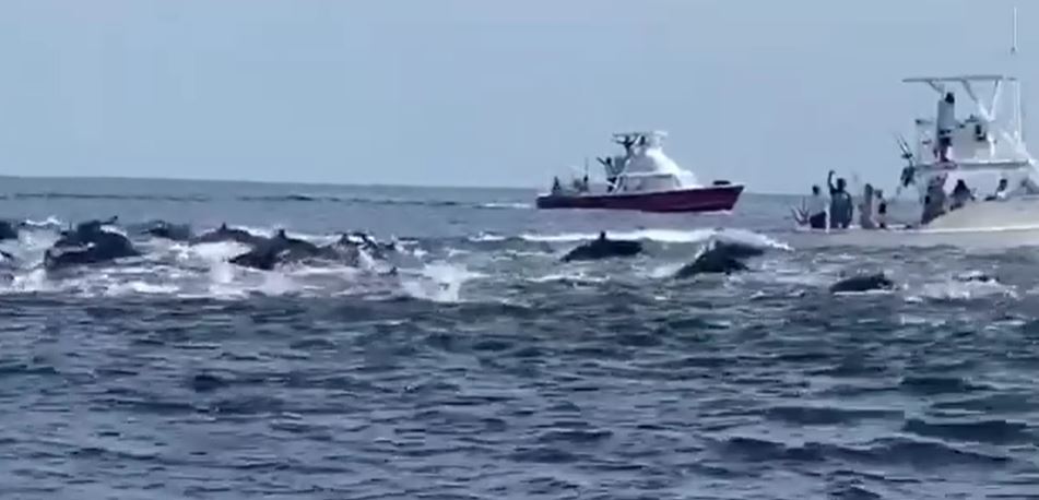 Viajeros captaron las imágenes de un grupo de delfines en aguas del Pacífico este domingo 30 de agosto. (Foto Prensa Libre: Captura Video)