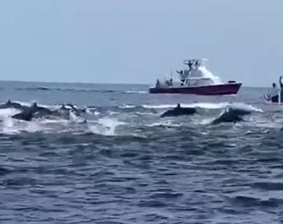 Avistamiento de delfines en el Océano Pacífico impresiona a guatemaltecos