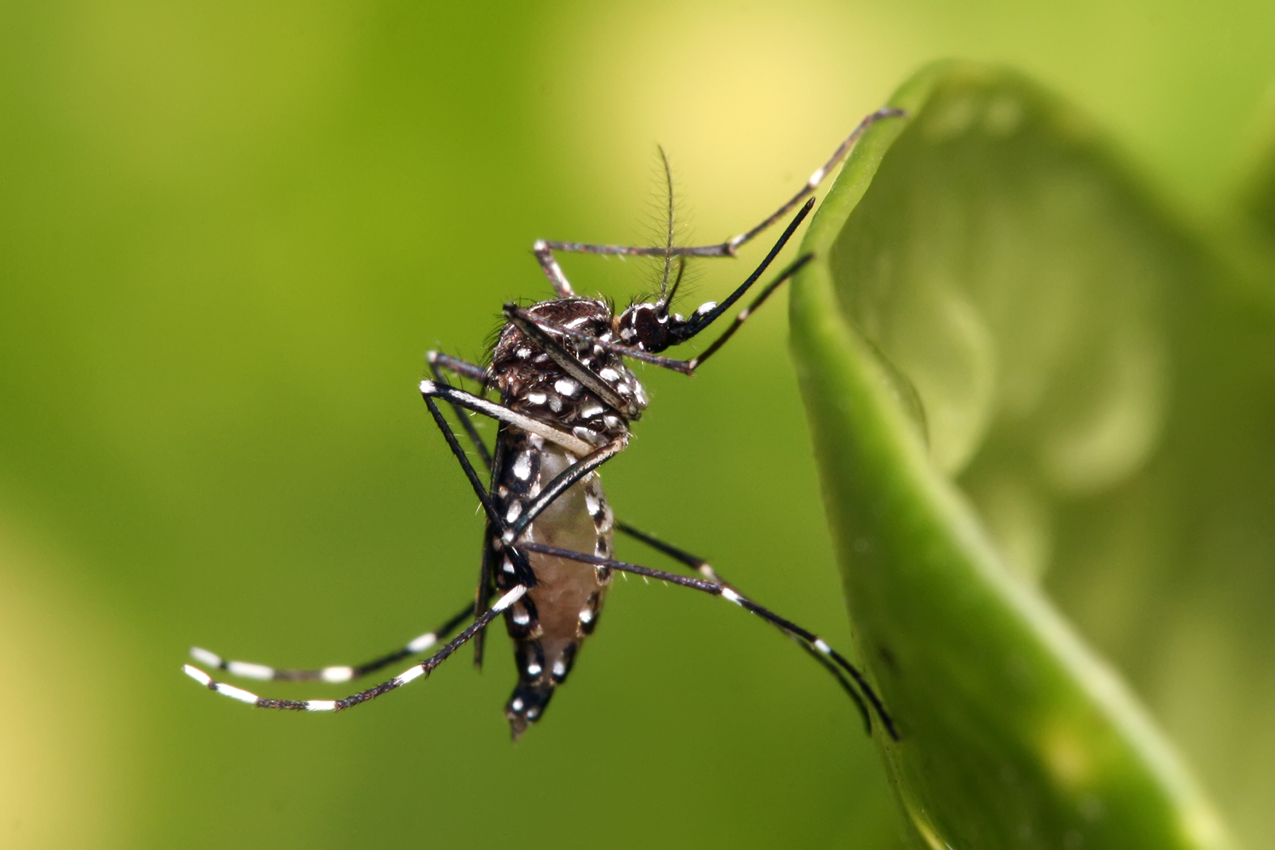 Aedes aegypti.
Muhammad Mahdi Karim , CC BY-NC