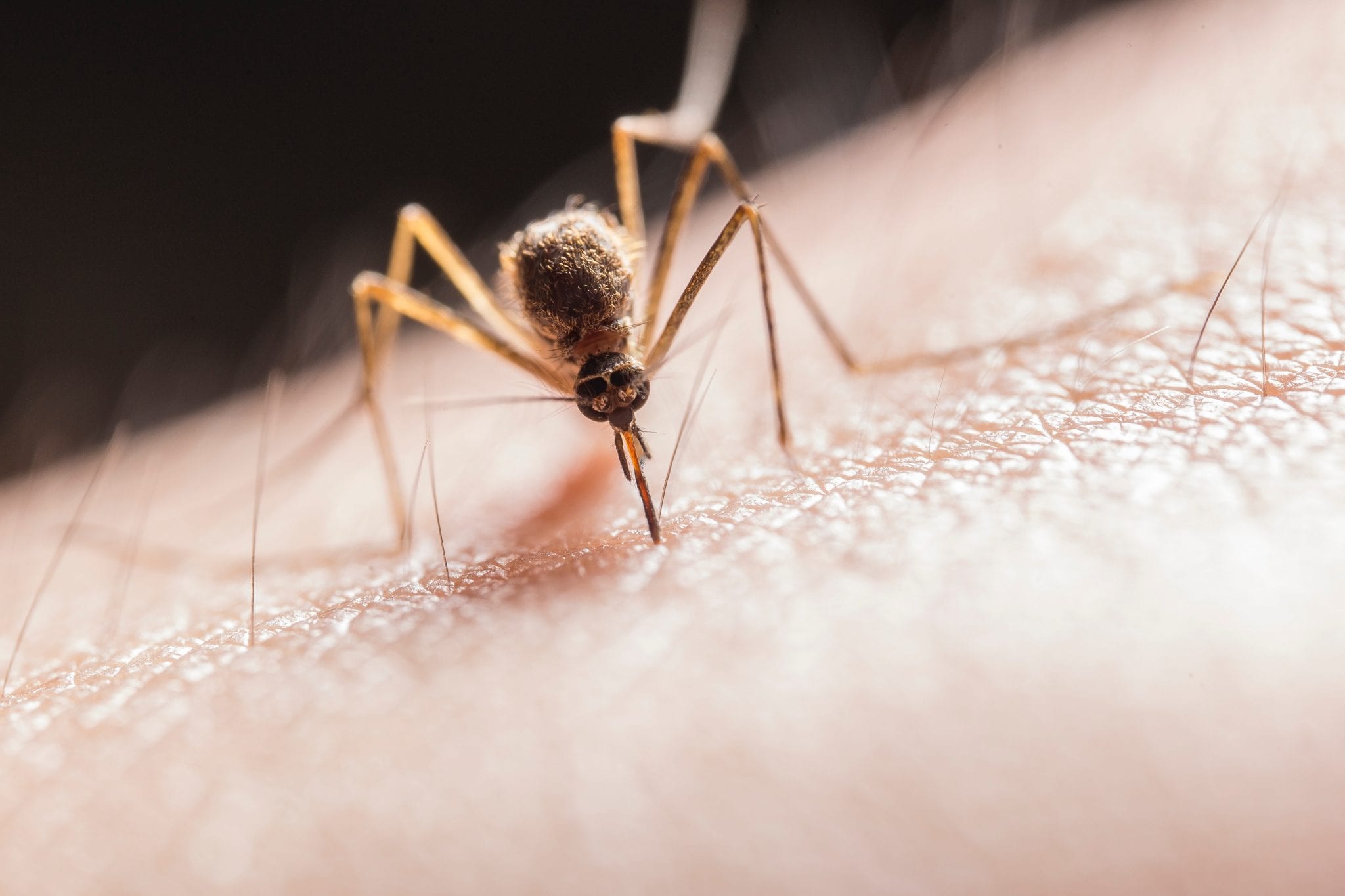 El Ministerio de Salud de Colombia reitera que la OMS continúa descartando la posibilidad de contagio del coronavirus a través de mosquitos. (Foto Prensa Libre: Pexels)