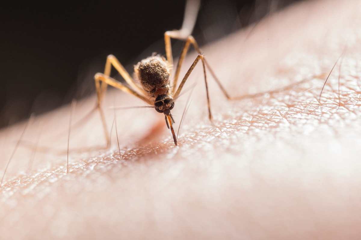 Mosquitos no transmiten el coronavirus, según investigaciones recientes