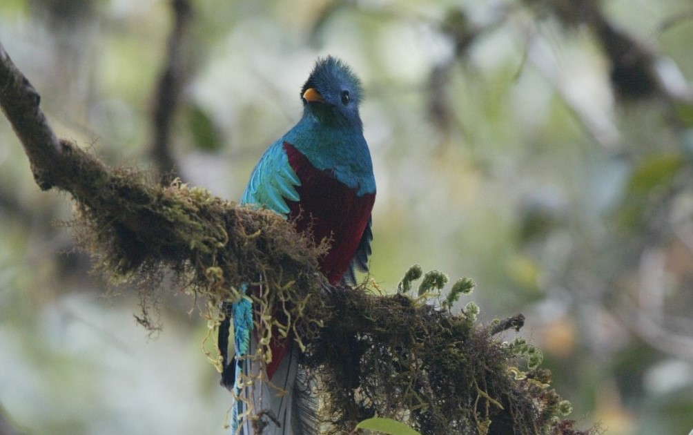 El fruto del árbol de aguacatillo es uno de los predilectos del quetzal guatemalteco (“Pharomachrus mocinno”), que ha sido avistado en montañas de Alta y Baja Verapaz, Quiché y  San Marcos. (Foto Prensa Libre: Hemeroteca)
