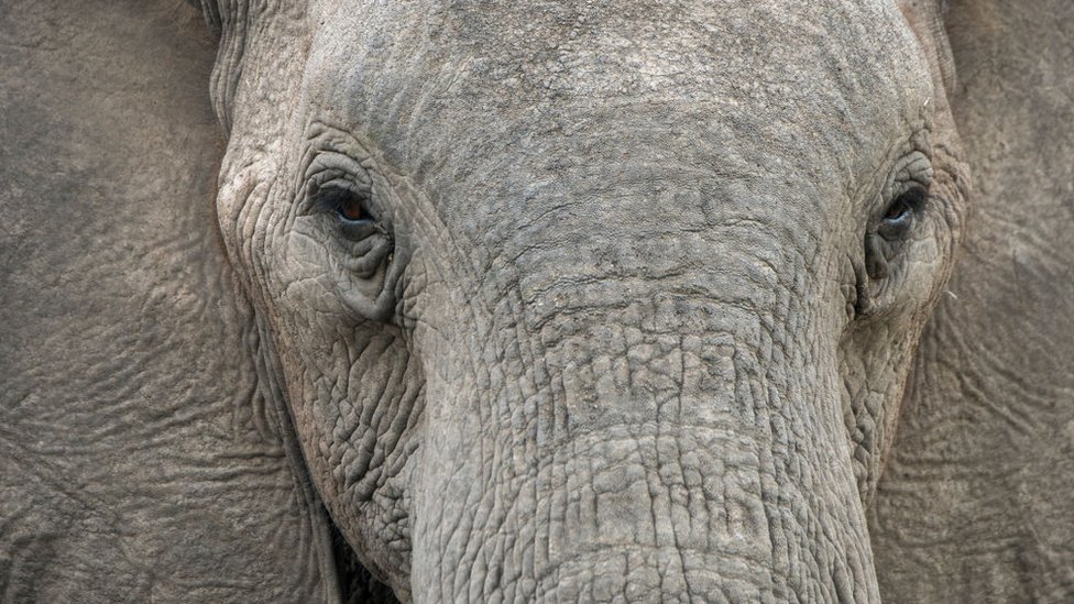 Los elefantes machos viejos tendrían un papel fundamental en la supervivencia de la especie. (Foto Prensa Libre: Getty Images)