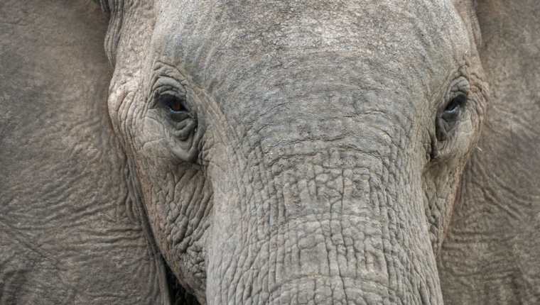 Los elefantes machos viejos tendrían un papel fundamental en la supervivencia de la especie.