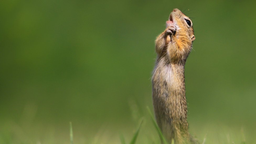 Los esperados contendientes de este año para los Comedy Wildlife Photography Awards, los premios a las fotos cómicas de la vida silvestre, finalmente están aquí. (Foto Prensa Libre: Max Teo/Comedy Wildlife Photography Awards)
