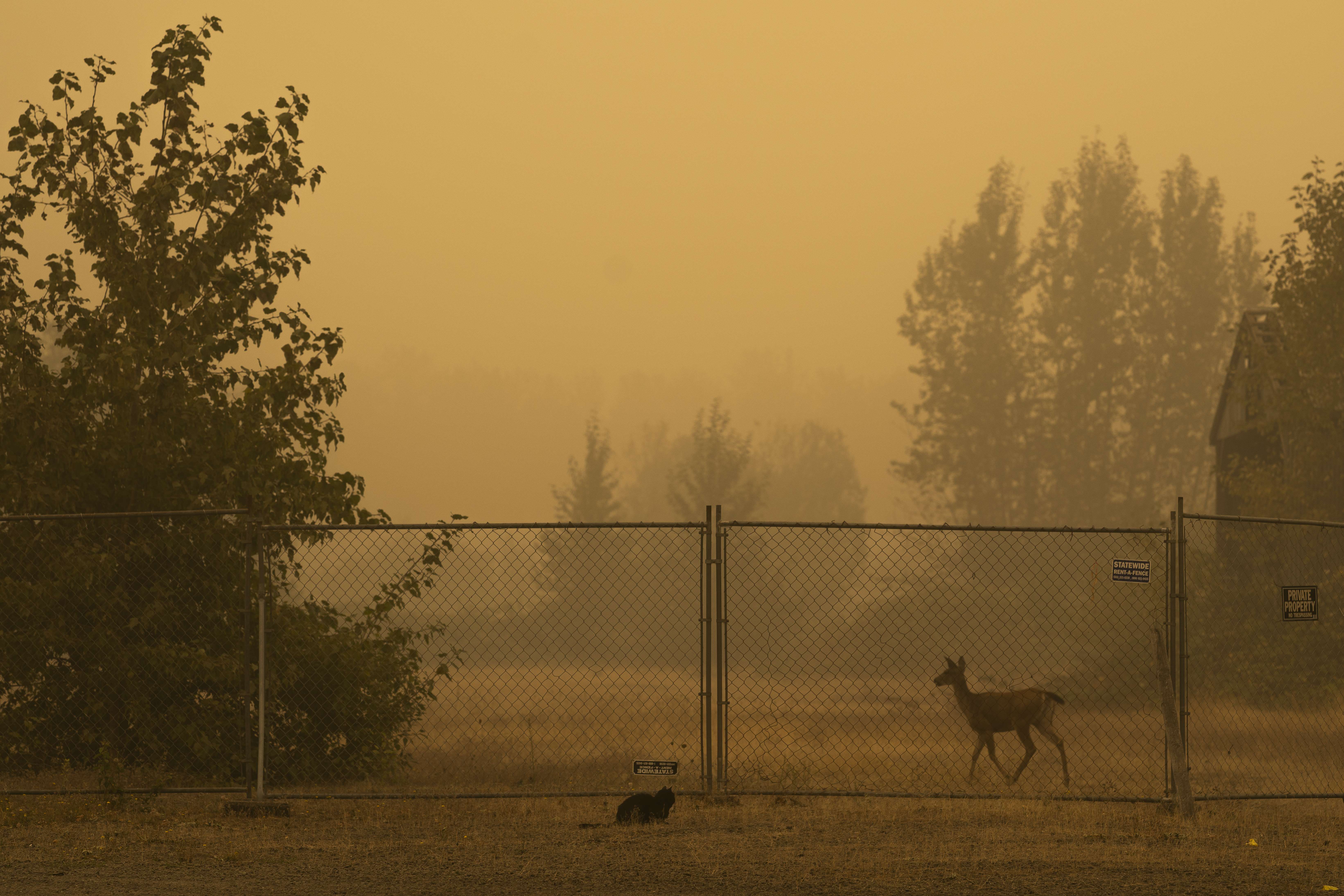 Un ciervo camina a lo largo de una cerca en el borde de la ciudad después de que los residentes fueron evacuados en Molalla, Oregon. (Foto Prensa Libre: AFP)