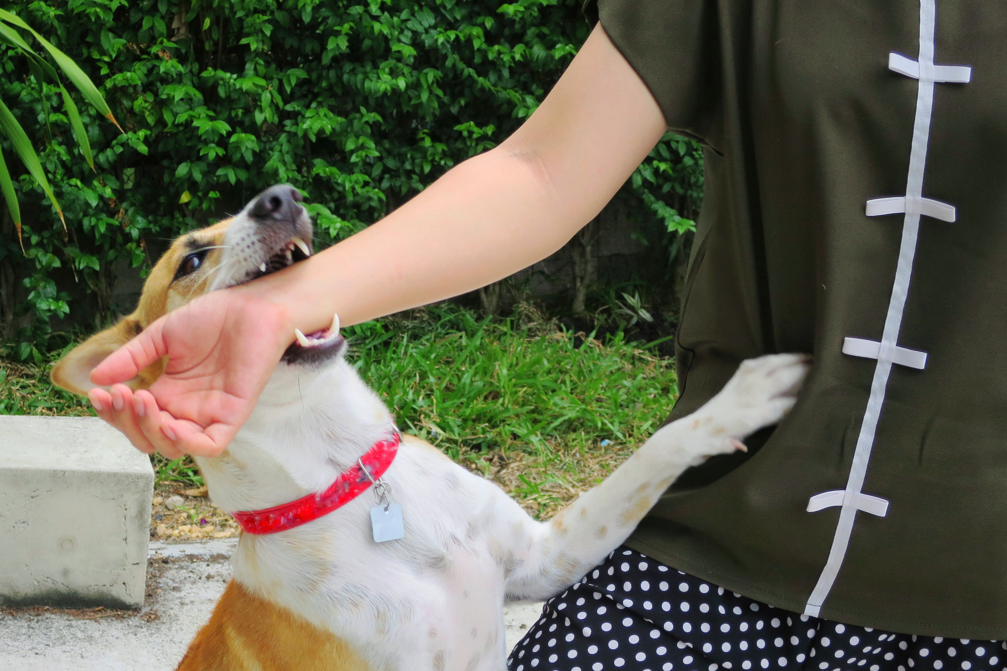 Los perros son los animales responsables de la mayoría de casos de transmisión de rabia en el mundo, cuando muerden  a humanos o su saliva tiene contacto con lesiones. (Foto Prensa Libre, ShutterStock)