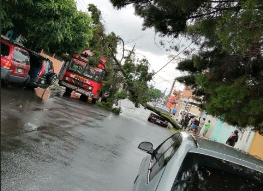 En Mixco un árbol cayó sobre un bus. (Foto Prensa Libre: Conred) 