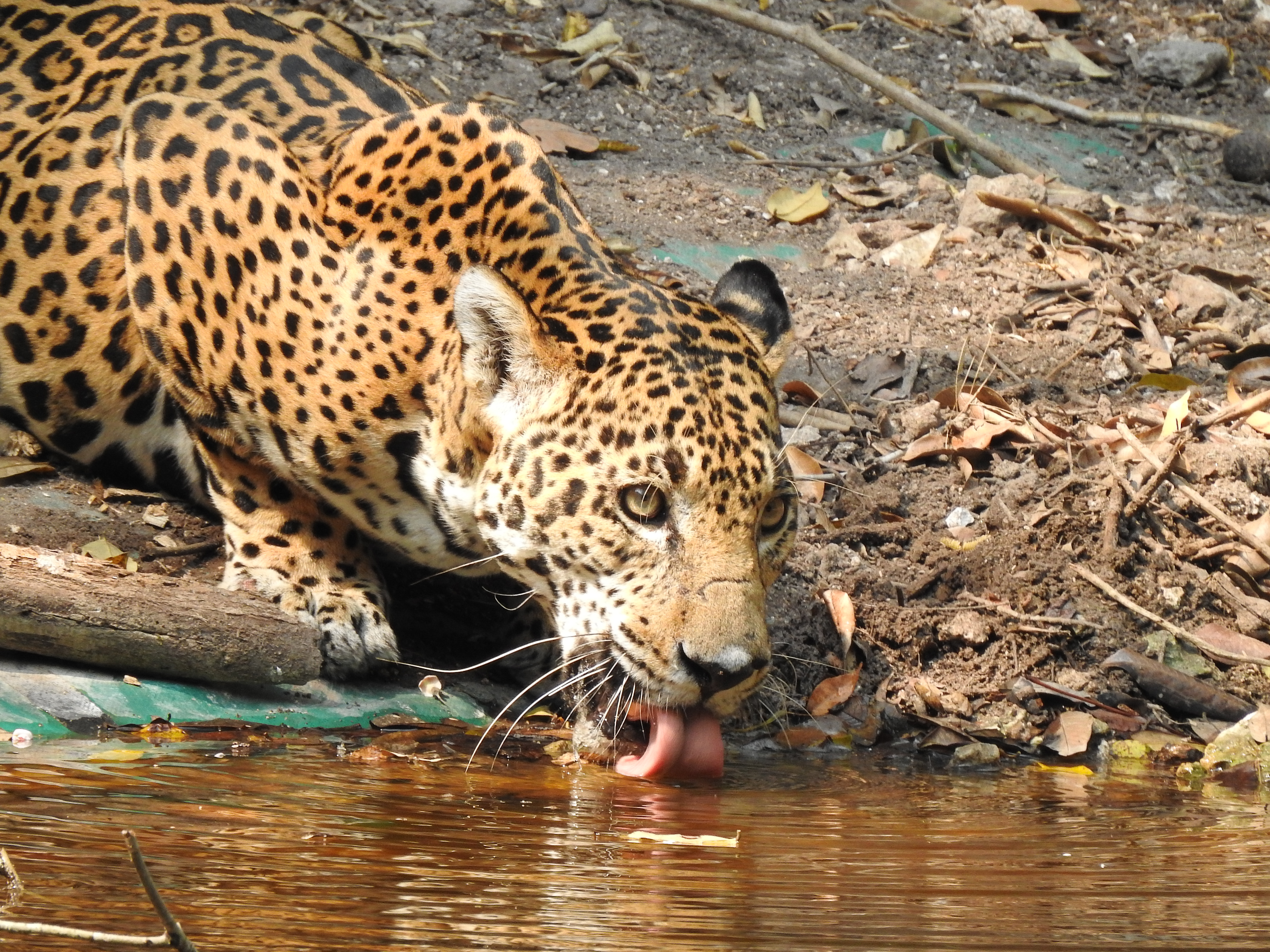 La destrucción de bosques es la mayor amenaza para especies como el jaguar reverenciado por los mayas. (Foto Prensa Libre: Conap).