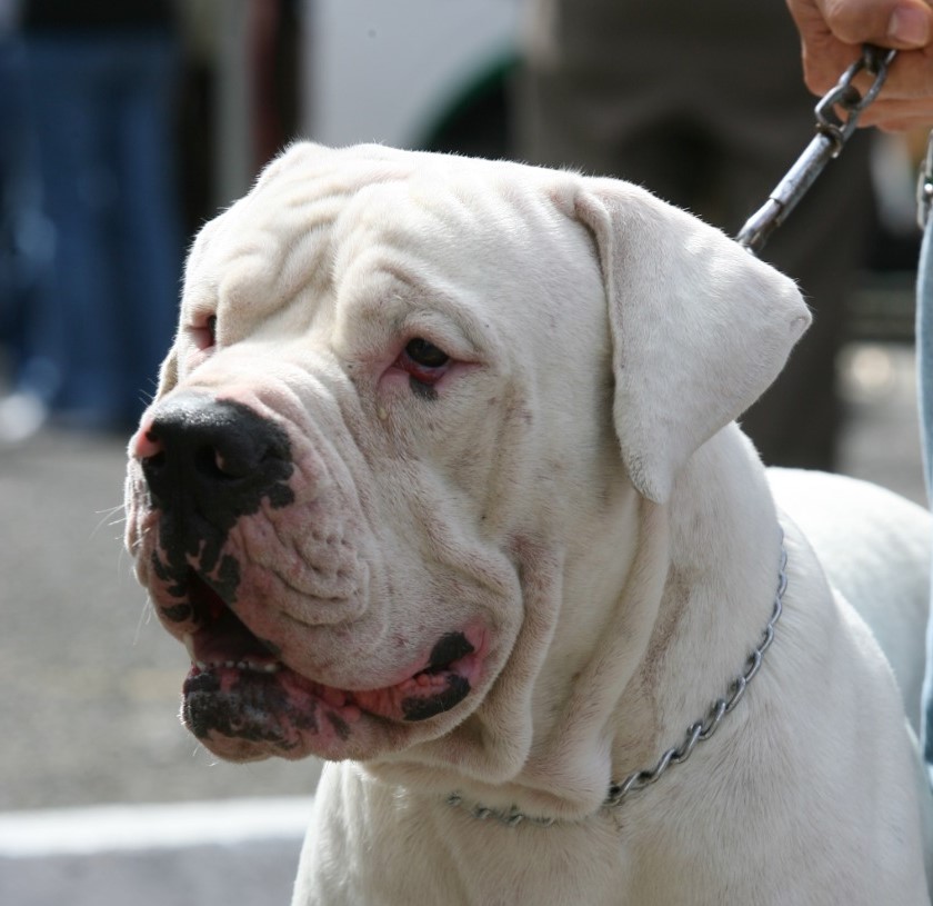 El Dogo Guatemalteco es un perro guardián por excelencia. ( Foto Prensa Libre: Hemeroteca PL)
