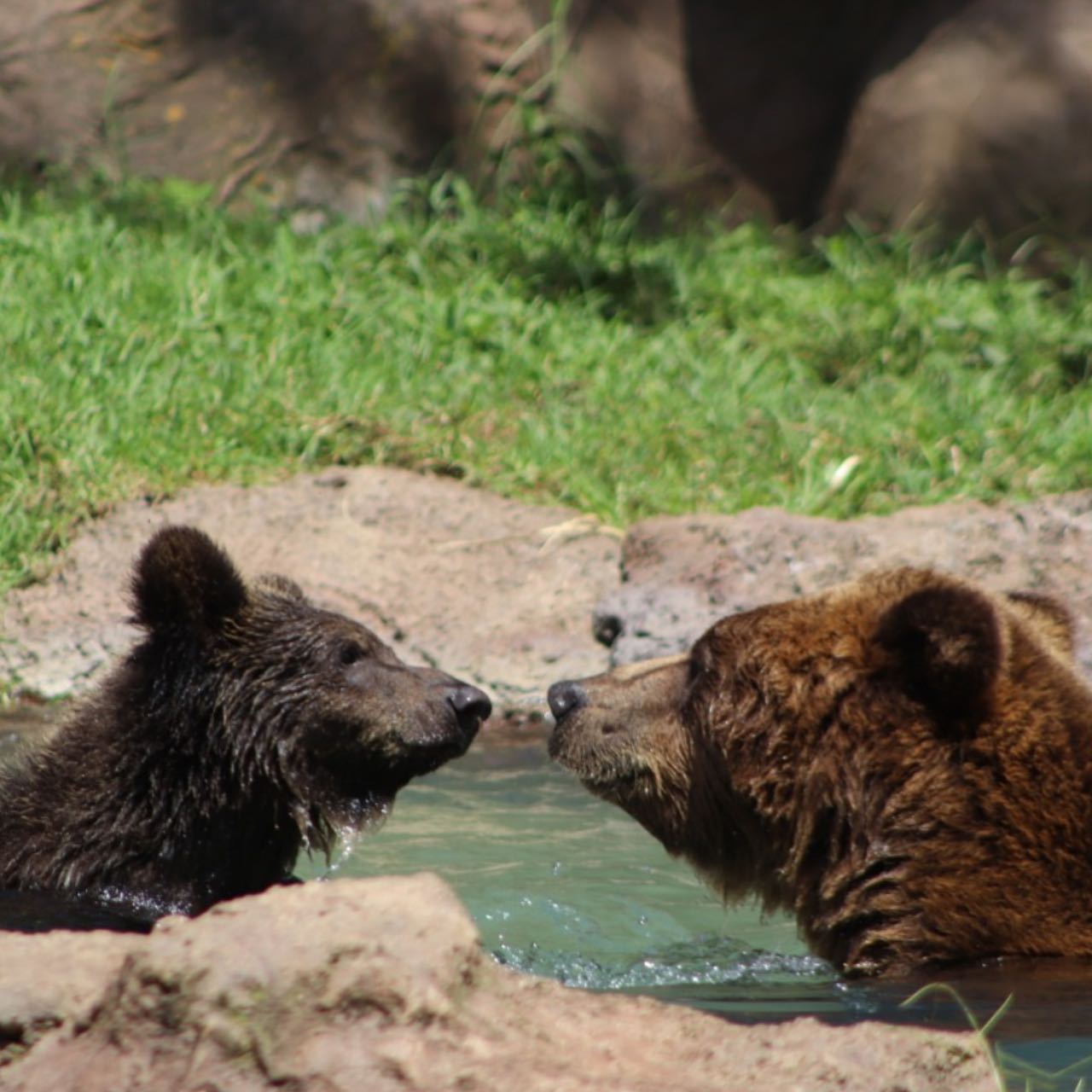 El pequeño osezno Koda y su mamá Polina disfrutan de un baño en el Zoológico La Aurora. (Foto Prensa Libre: Facebook Zoológico La Aurora)