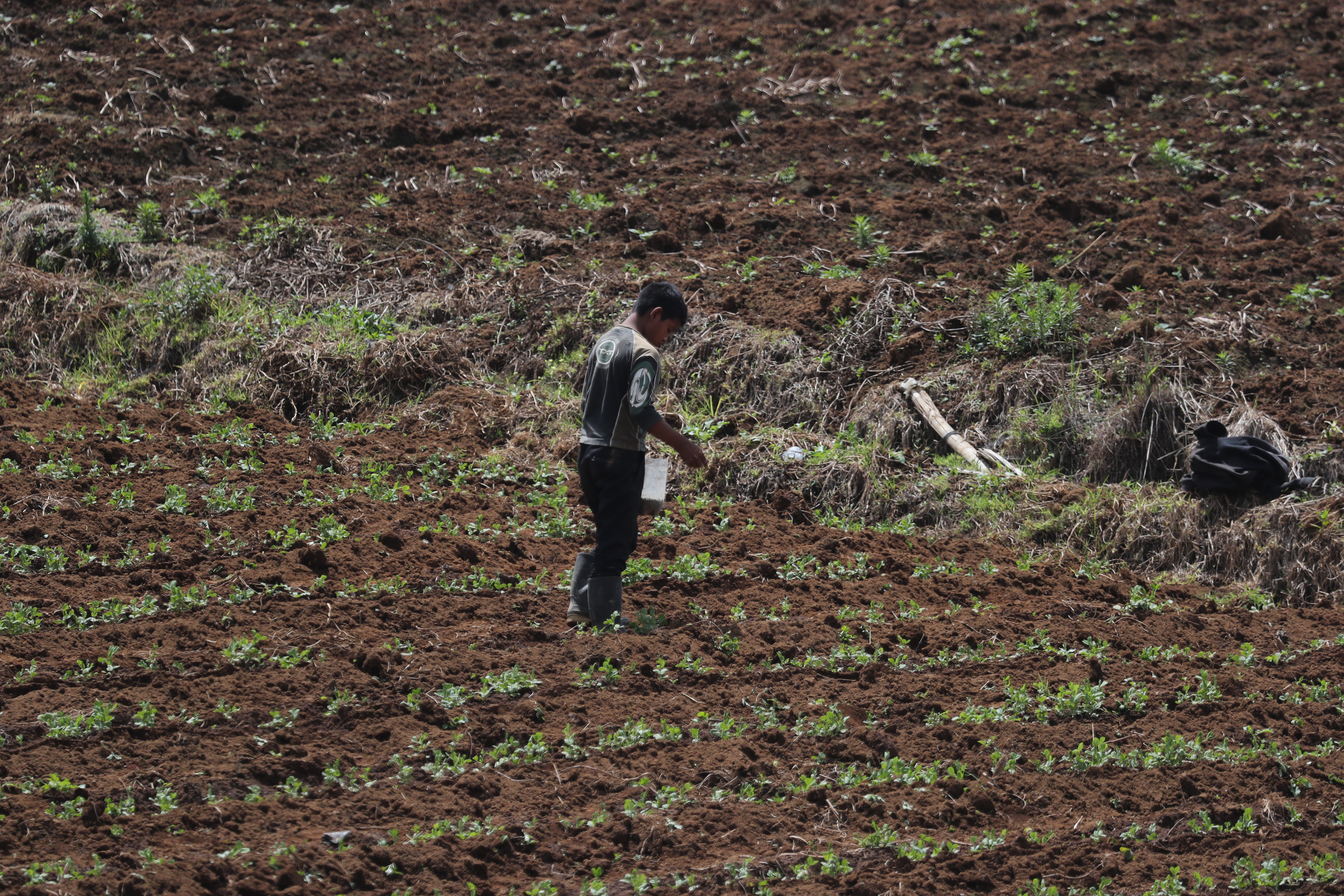 El costo de los fertilizantes y agroquímicos han incrementado de precio. (Foto Prensa Libre: Hemeroteca) 