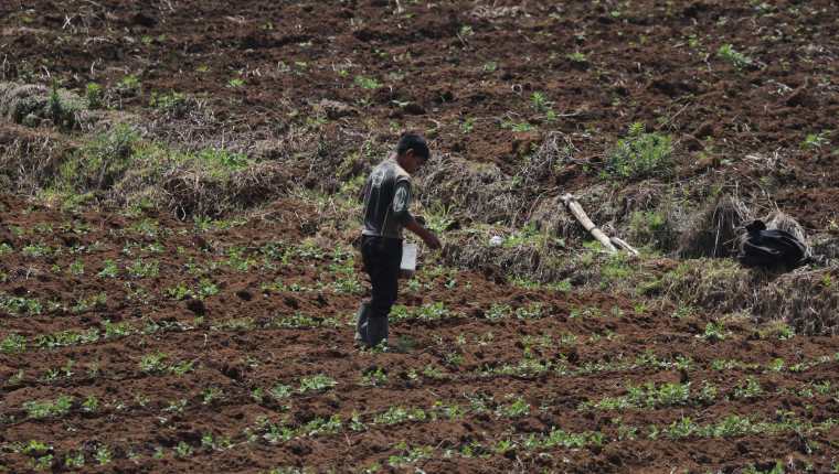 El costo de los fertilizantes y agroquímicos han incrementado de precio. (Foto Prensa Libre: Hemeroteca) 
