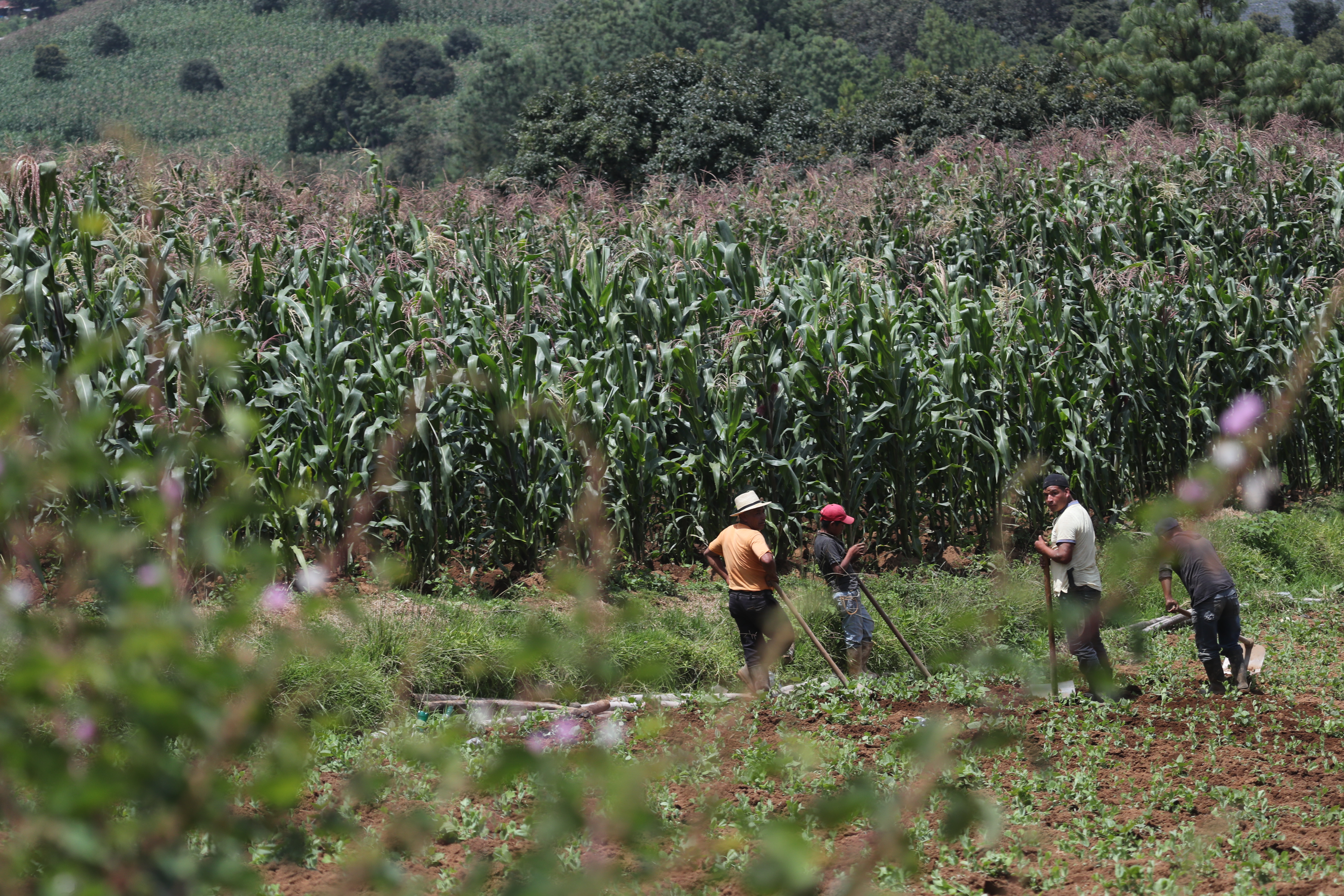 Producción agricola en Guatemala