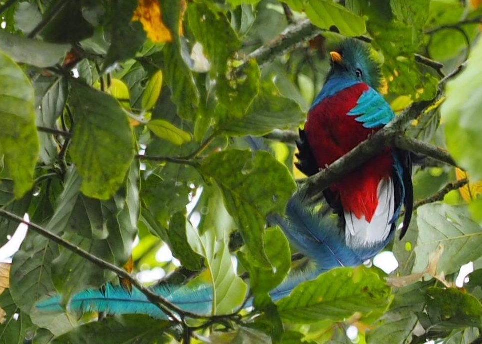 El quetzal habita en los bosques nubosos del país. (Foto Prensa Libre: Cortesía Conap)