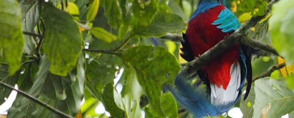 El quetzal habita en los bosques nubosos del país. (Foto Prensa Libre: Cortesía Conap)