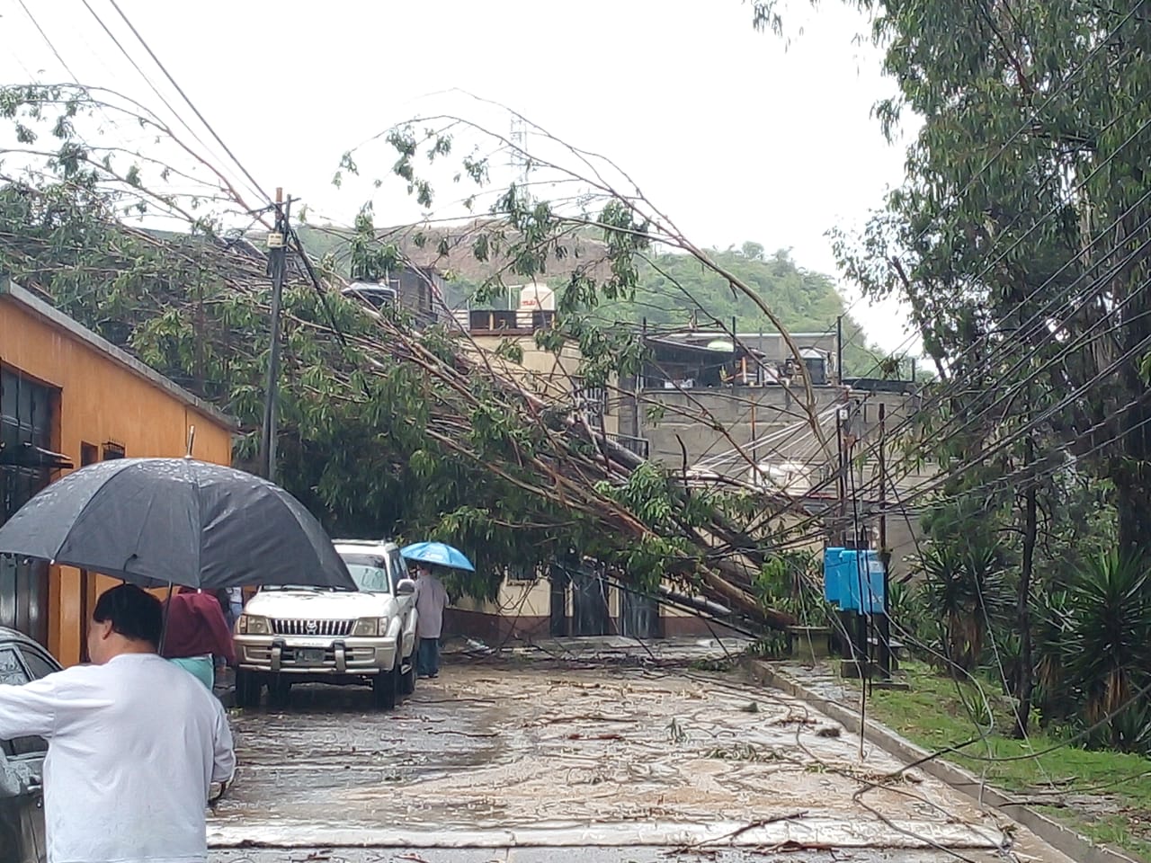 Las fuertes lluvias de esta tarde, y la saturación del suelo generan la caída  de un árbol sobre una vivienda no causó daños. (Foto Prensa Libre: Conred)
