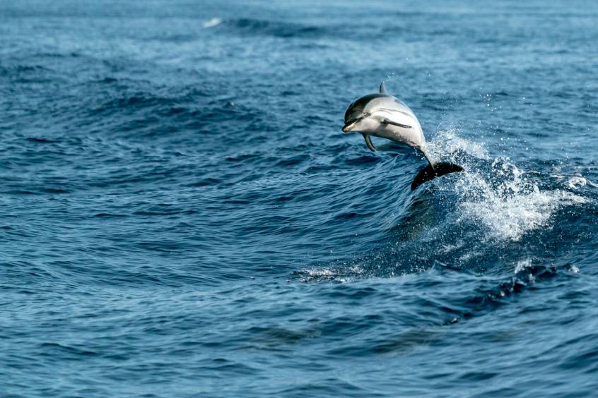 Shutterstock / Andrea Izzotti