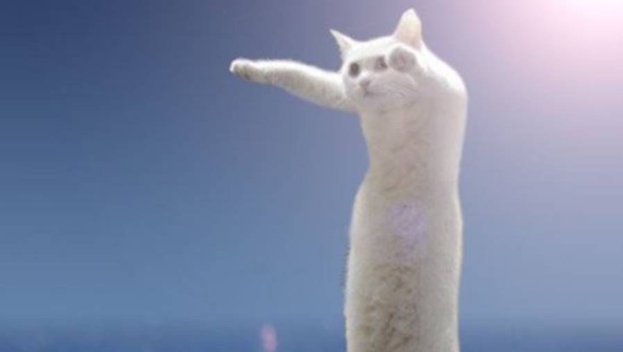 Nobiko, el "gato largo", destacó en las redes sociales. (Foto Prensa Libre: twitter.com/miyabi_2222)