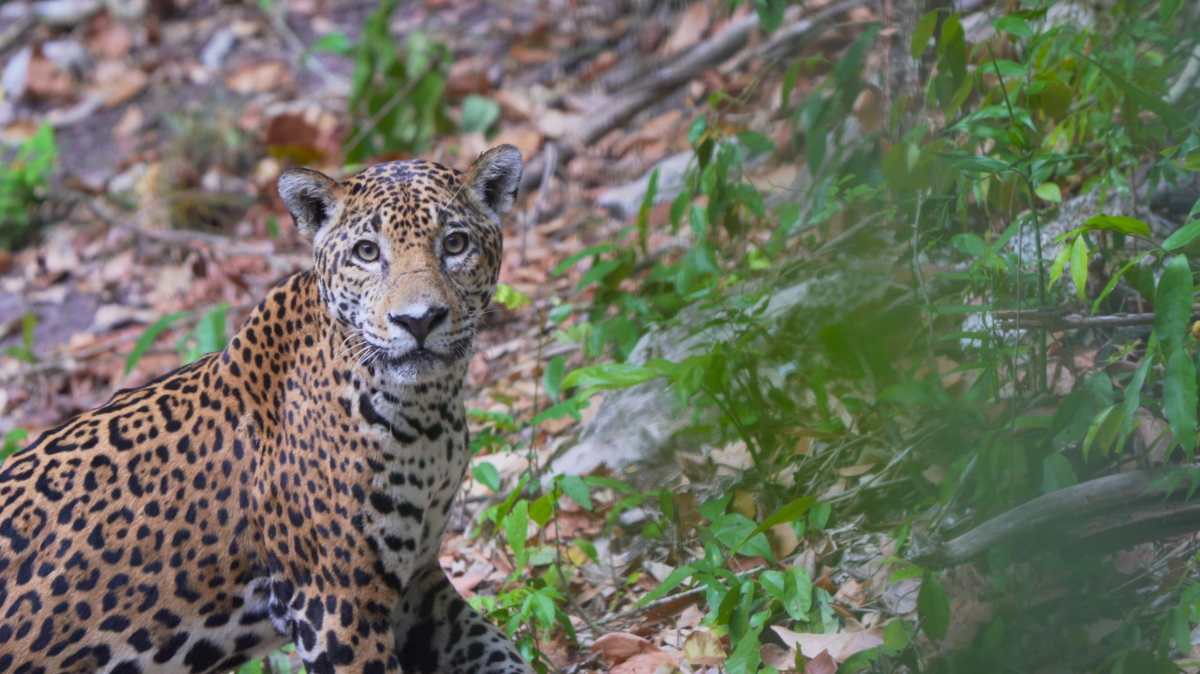 En la selva petenera habitan especies como el jaguar, que hoy están en peligro por la caza ilegal. (Foto Prensa Libre: Cortesía Gabriel Urruela)
