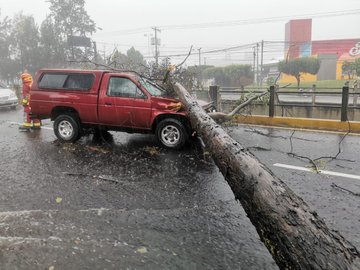 Un árbol cayó sobre un vehículo que transitaba por el Anillo Periférico. (Foto, Prensa Libre: Conred).