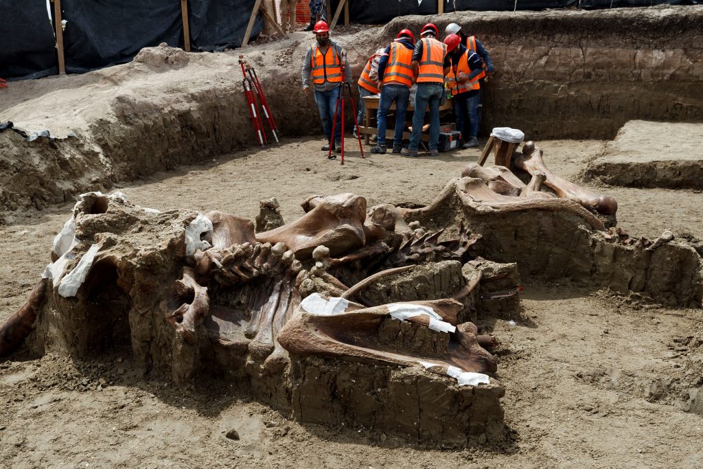 En México encontraron un número importante de restos de Mamut, en la zona donde se construye el Aeropuerto Felipe Ángeles, en el municipio de Zumpango. (Foto Prensa Libre: EFE)