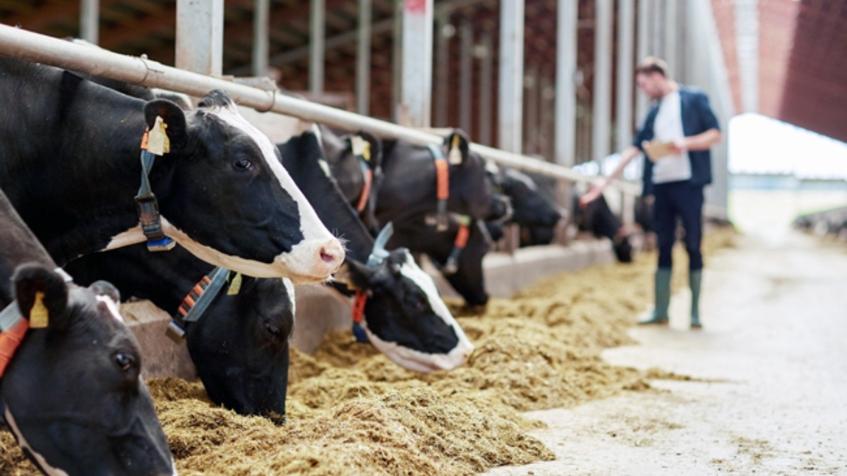 En el último reporte de precios del Ministerio de Agricultura, Ganadería y Alimentación la libra de carne bovina en canal se cotiza en Q14.50. (Foto Prensa Libre: Shutterstock)