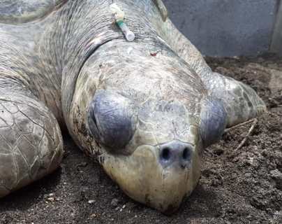 Amenaza ambiental: personas atacan y golpean a tortuga de parlama en playa Tecojate