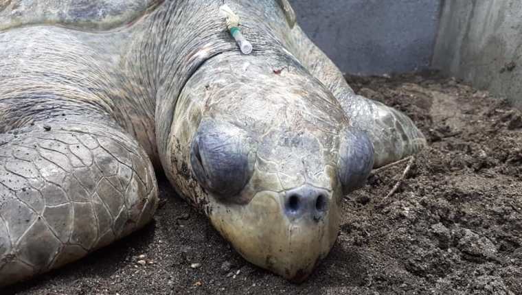 La tortuga de parlama fue "brutalmente golpeada en el cráneo", afirmó el Conap. (Foto Prensa Libre: Facebook Conap)