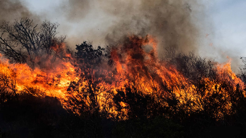 Entre julio y octubre en Córdoba se quemaron más de 2.000 kilómetros cuadrados de bosques. (Foto Prensa Libre: Guillermo Galliano-Fundación Mil Aves)