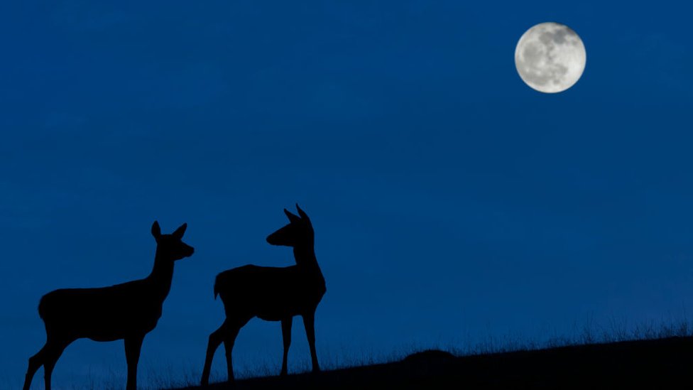 El mejor momento para ver la "Luna azul" será cuando la noche del 31 de octubre sea más oscura y el cielo esté despejado.


