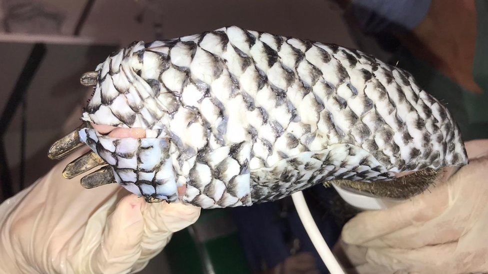 La piel de tilapia, además de ayudar en el proceso de cicatrización, reduce el dolor del animal. (Foto Prensa Libre: Felipe Rocha/Divulgación)