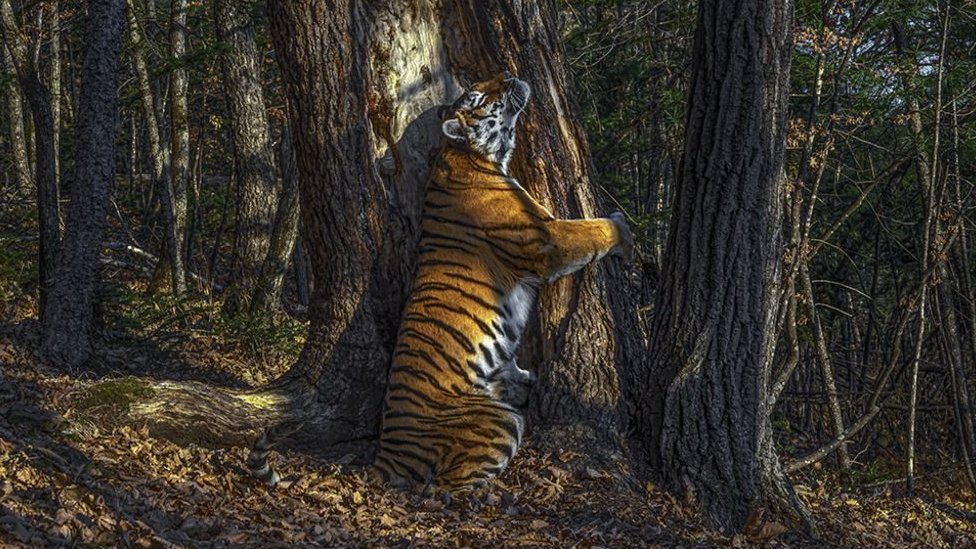 El abrazo de un tigre a un árbol y otras imágenes ganadoras del certamen Fotógrafo Vida Silvestre 2020
