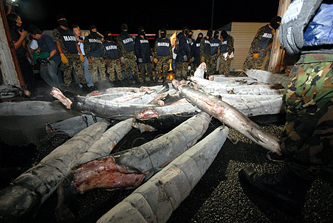 Autoridades mexicanas descubrieron que tiburones estaban rellenos de cocaína en 2009. (Foto Prensa Libre: EFE)