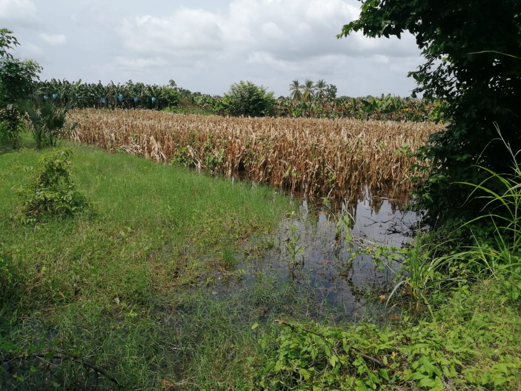 Plantaciones de maíz y frijol fueron afectadas por el paso de la depresión tropical Nana en septiembre pasado en Huehuetenango, Alta Verapaz e Izabal. (Foto Prensa Libre: Conred) 